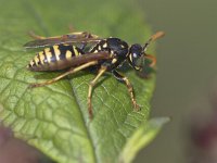 Polistes dominula 7, Franse veldwesp, Saxifraga-Mark Zekhuis